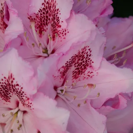 Au Temps De - La Tour Du Tonnelet 3* Spa